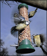 Bird feeder (photo courtesy of Ernie Janes)