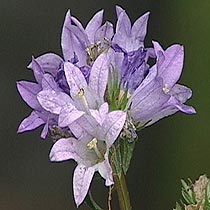 Campanula glomerata 'Purple Pixie'