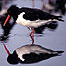 Wetland Activities (Indec: Oystercatcher c/o RSPB Images and Chris Gomersall)
