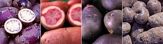 Shetland black, Highland Burgundy Red, Mr Little's Yetholm Gypsy, Salad Blue