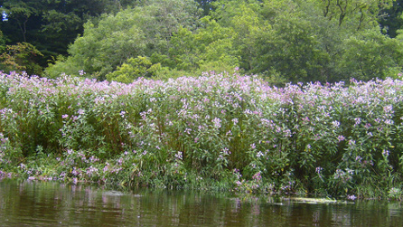 Himalayan balsam growing along the river bank.