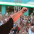 Dance Anthems live from BCM