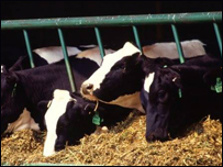 دڅارويو ژمني خواړه