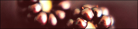 Blackberries