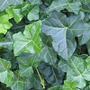 English ivy