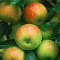 Malus sylvestris var. domestica &lsquo;Cox&rsquo;s Orange Pippin&rsquo;, Apple