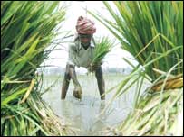 انڈین فارمر