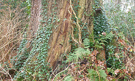 BBC Radio Foyle - Breathing Places Gallery