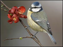 Blue Tit