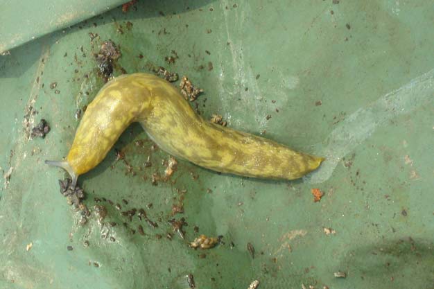 Slug