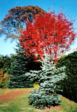 Our Sorbus ‘Joseph Rock’ caught in the autumn sunlight, in the company of A. nobilis behind and P. pungens glauca in front.