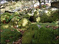 Moss-covered granite boulders 