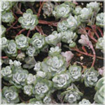 Sedum. spathulifolium
