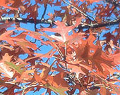 oak leaves