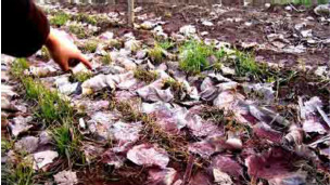 中國土壤污染嚴重