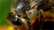 A close up of a bee by Tony Llewellyn