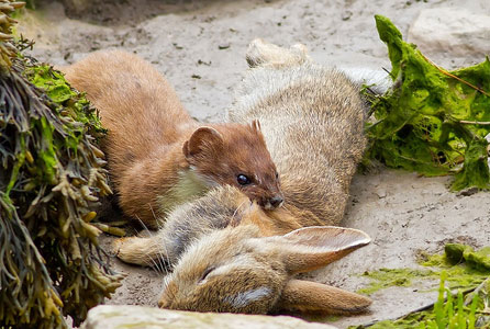 The stoat readjusting its grip on the dead rabbit. Image by Ashley Cohen.