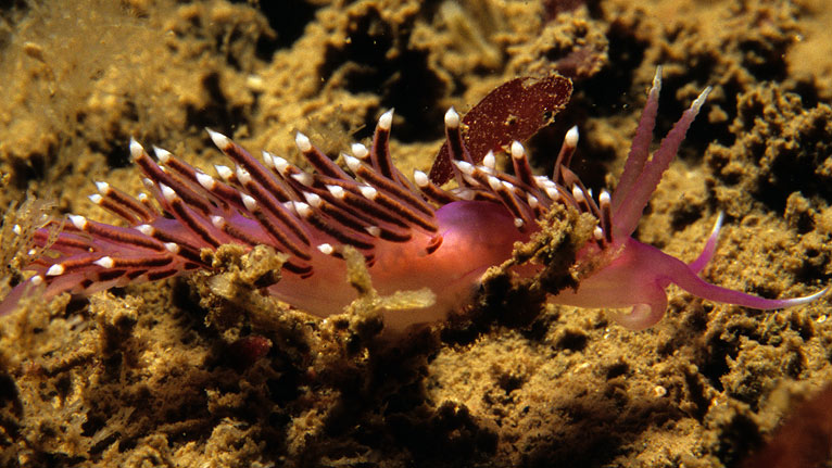 A violet sea slug by John Archer Thompson