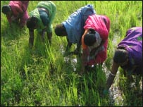 कालाहांडी में खेती