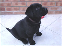 Moby the black Labrador puppy sat on the floor