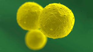 Stem cells, magnified in extreme close-up