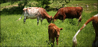 خوراکه حيوانات