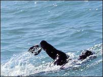Swimmer