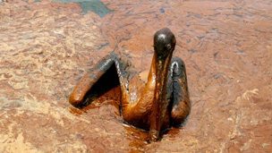 Oil soaked bird in Gulf of Mexico