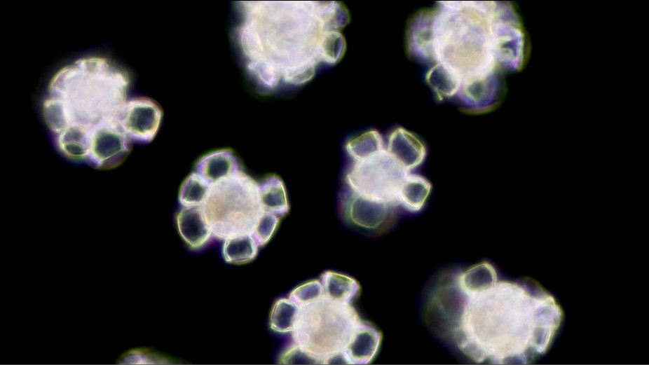 Scyphosphaera apsteinii