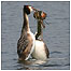 Woolston Eyes (Image: Grebes c/o English Nature)