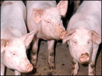 A group of pigs