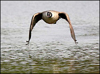 Greylag Goose in flight at WWT Slimbridge