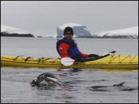 可爱的企鹅光顾