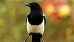 Magpie. Photo: Gale Jolly