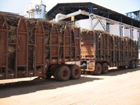 Camioane cu trestie recoltată