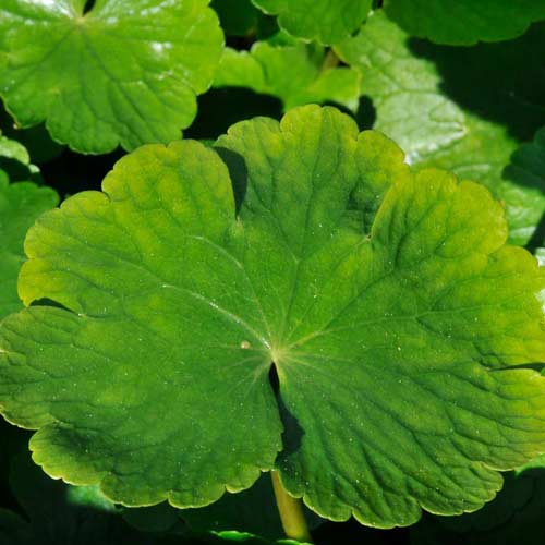 floating pennywort (Hydrocotole ranuculoides)