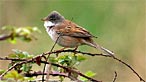 Whitethroat. Photo: Graham Billington