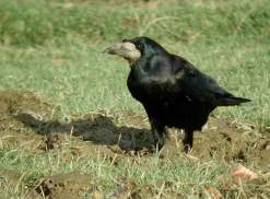 A Rook. ©John Harding/BTO