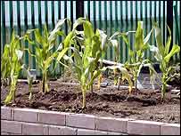 Sweetcorn