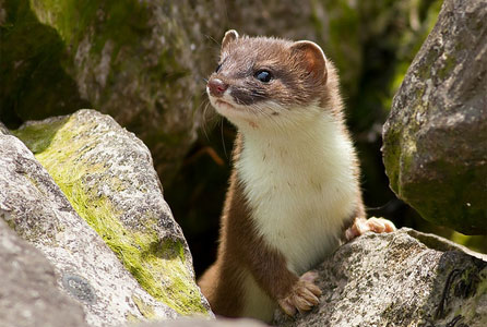 A curious stoat by Ashley Cohen
