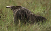 Giant anteater