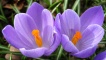Crocus