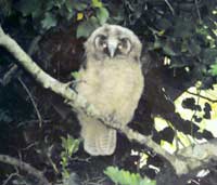 John's photograph of an owl in Derry