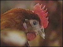 Chicken at Bank Farm