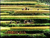 Çin'de pirinç tarlasında çalışan insanlar