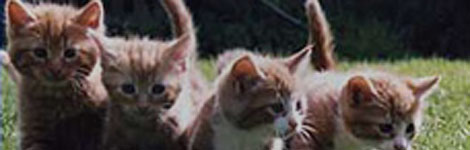 Kittens