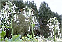 Nicotiana sylvestris