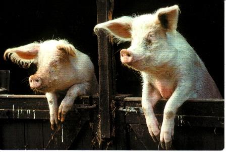 pigs.JPG