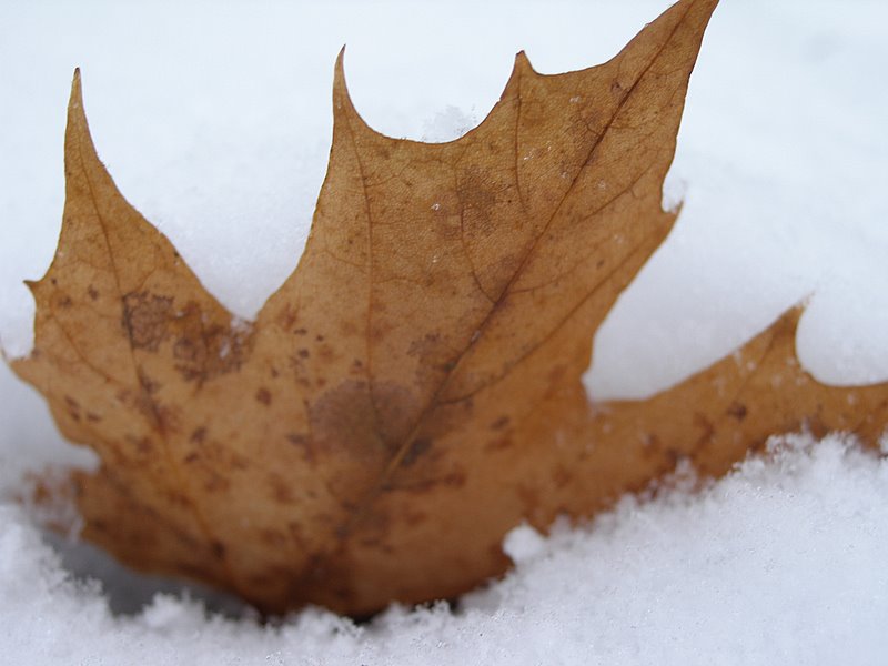 A leaf in the snow