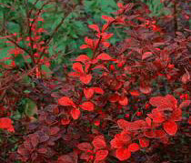 Berberis